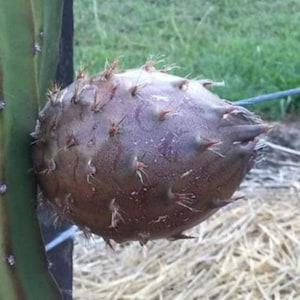 Ultra Rare Black Africanis Dragonfruit rooted cutting for sale. 30cm big. Will be shipped bare rooted. This variety is not easily available