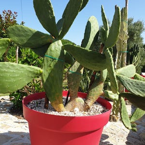 Opuntia Ficus Indica. Fruit with green flesh variety. Cutting size, 20cm or bigger. Specialising in edible cacti fruit plants.