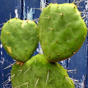 Opuntia Robusta/Dinner Plate Opuntia. 10 to 15cm cutting or larger. Specialising in edible cacti fruit plants.