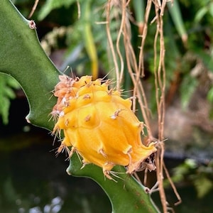 Selenicereus Megalanthus dragonfruit small rooted cutting, 15cm tall, 2cm wide. Cutting will be shipped bare rooted. With new growth.