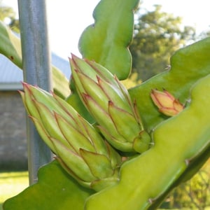 Rixford Dragon fruit cutting available. 20cm to 40cm big.