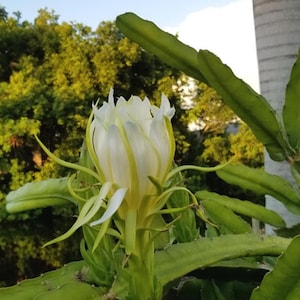 Hylocereus Polyrhizus dragon fruit cutting for sale. 20cm to 40cm big.