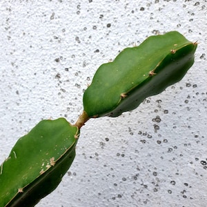 White Sapphire Dragon Fruit cutting for sale 20cm to 40cm big.