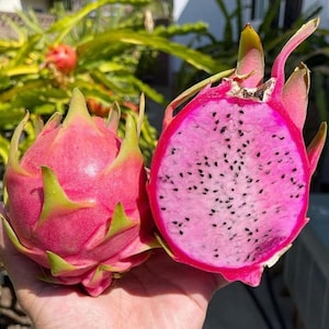 Townsend Pink dragon fruit big rooted plant available. for sale, 37cm long and 6cm wide, already with 3 new growths.