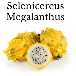 Selenicereus Megalanthus dragonfruit cuttings. Size of the cuttings, 20cm cm to 30cm or bigger. Specialising in edible cacti fruit plants.