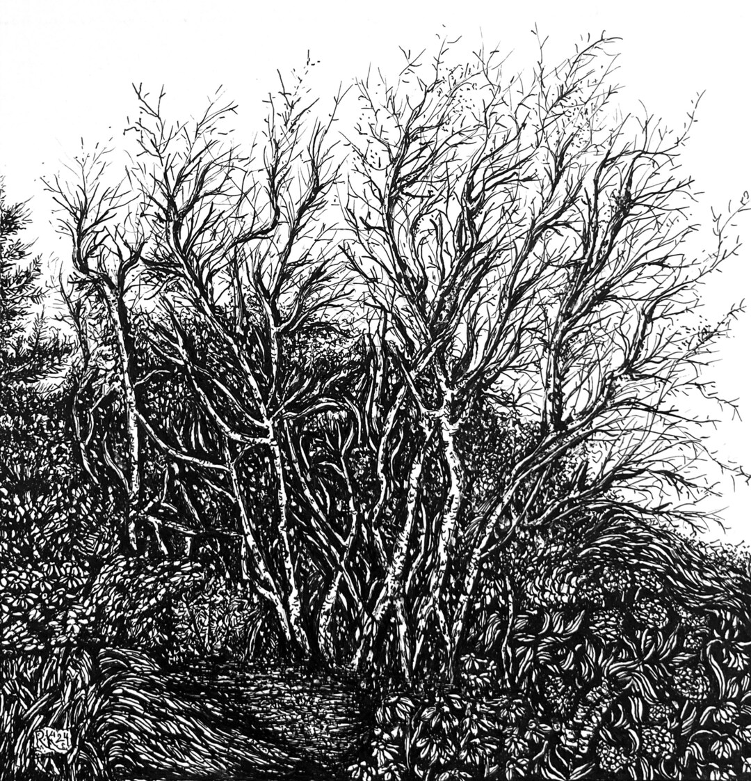 Original Pen and Ink Illustration Drawing Early Fall Birch Gallery Wall ...