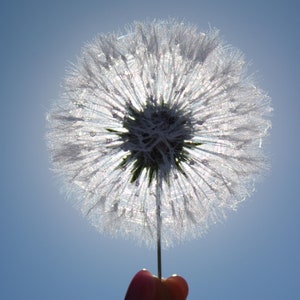 Op de afbeelding: Een witte paardenbloem zaadkop met dauwdruppels, vastgehouden in een hand tegen een blauwe lucht.