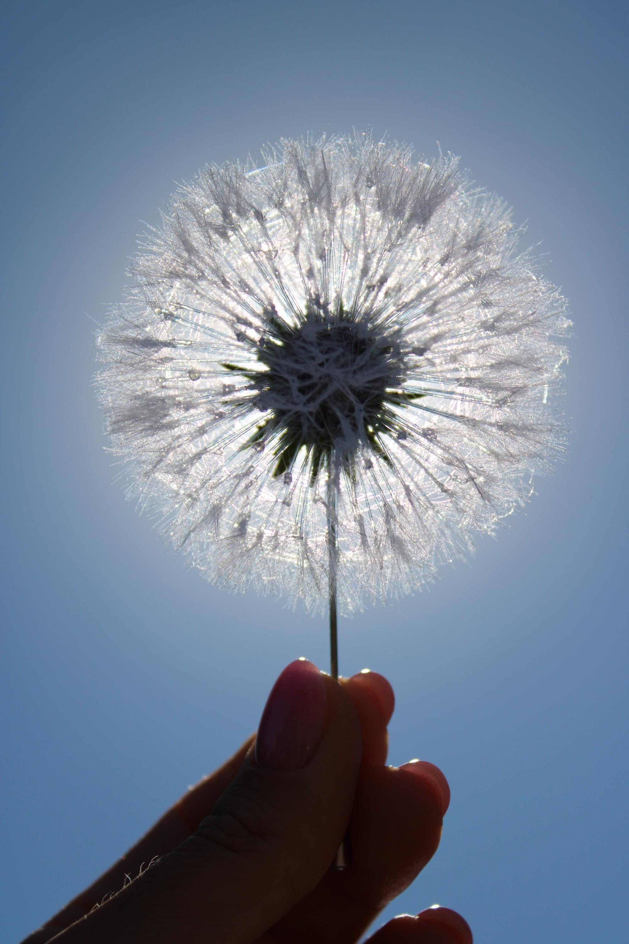 Dandelion brooch, White dandelion, Dandelion handmade, Dandelion for a gift, Wedding gift, Delicate brooch, Dandelion Flower Brooch, Silk