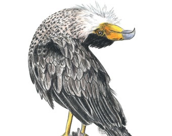 Crested Caracara 8x10 Archival Giclee Art Print Birdtober Series Silly Raptor Mexican Eagle Falcon Bird Drawing Artwork Birder Gift Decor