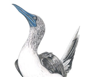 Blue Footed Booby Dance 8x10 Archival Giclee Art Print Birdtober Series Bird Drawing Artwork Ornithology Birding Birder Gift Wall Decor