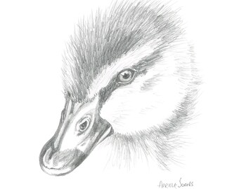 Mallard Duckling 8x10 Archival Giclee Art Print Birdtober Series Bird Pencil Drawing Artwork Ornithology Duck Birding Birder Gift Wall Decor