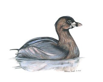 Pied Billed Grebe 8x10 Archival Giclee Art Print Birdtober Series Cute Water Bird Drawing Artwork Ornithology Birding Birder Gift Wall Decor