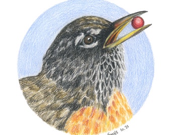 American Robin 8x8 Square Archival Giclee Art Print Birdtober Series Bird Pencil Drawing Artwork Ornithology Birding Birder Gift Wall Decor