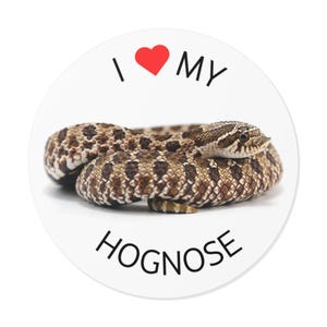 Op de afbeelding: Een witte ronde sticker met de tekst "I ♥ MY HOGNOSE" in zwart. Een bruine en beige hognose slang is opgerold in het midden van de sticker.