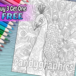 Peacock - Adult Coloring Book Page - Printable Instant Download
