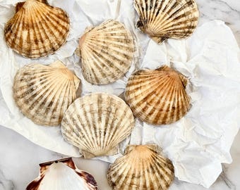 Set of 8 Vintage Natural real giant scallop shells, Baking scallops, Decoupage shells, Wedding Dinning Decor