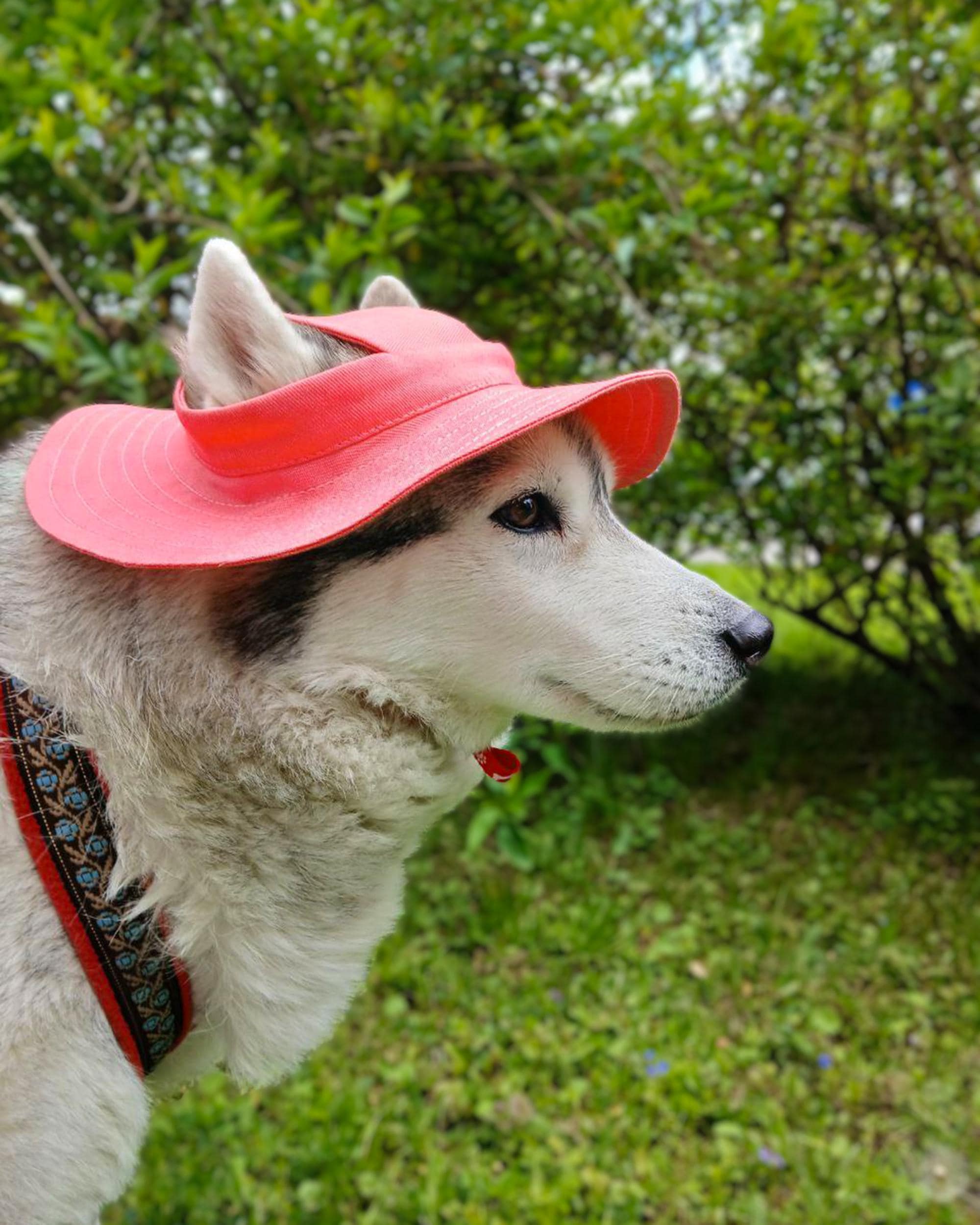 ペット用バケットハットの縫製 XS-XXL 犬用＆猫用サン（PDF パターン