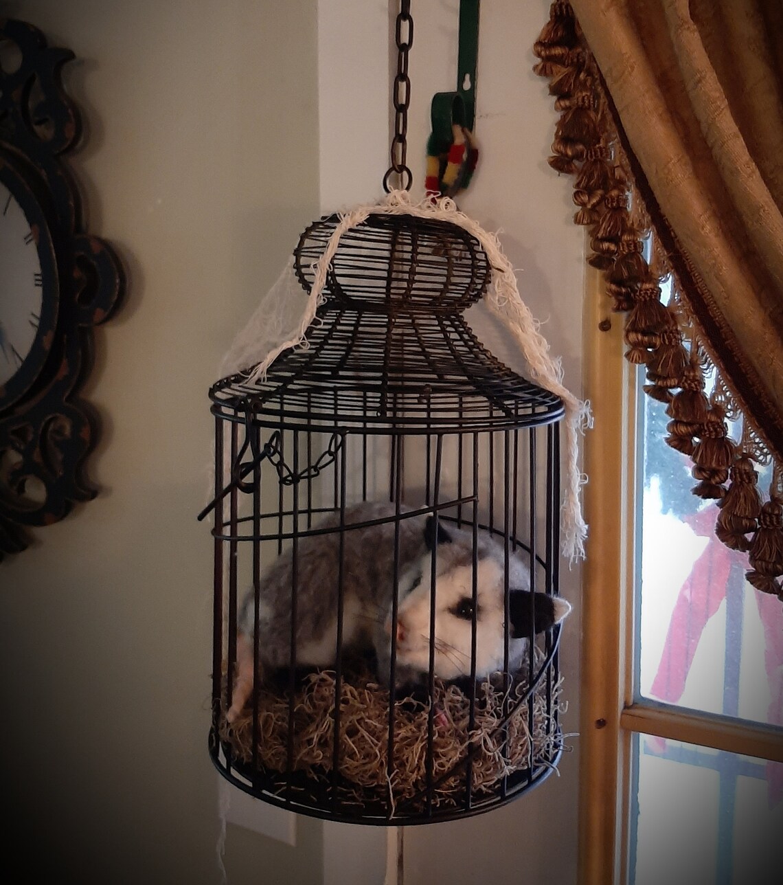 Life Size Baby Opossum with Metal Hanging Cage OOAK Needle Etsy