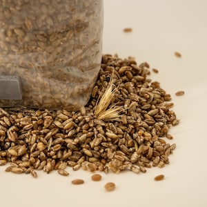 May include: A clear plastic bag partially filled with brown grains, spilling onto a light-colored surface. A small bundle of wheat stalks rests among the grains. The grains are a mix of light and dark brown.