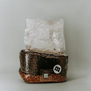 Pode incluir: Um kit de cultivo de cogumelos em um saco plástico transparente, com uma base de substrato marrom escuro. O kit tem um rótulo branco com um logotipo circular. O kit foi projetado para o cultivo de cogumelos.