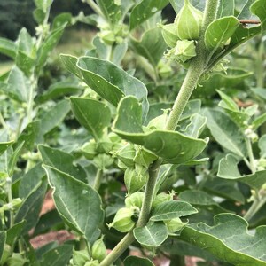 Pu&ograve; includere: Primo piano di una pianta verde con piccoli frutti rotondi e verdi. La pianta ha molte foglie e i frutti sono raggruppati.