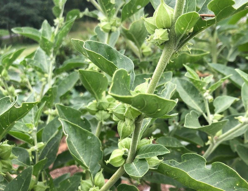 Pu&ograve; includere: Primo piano di una pianta verde con piccoli frutti rotondi e verdi. La pianta ha molte foglie e i frutti sono raggruppati.