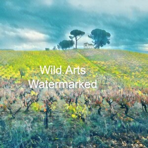 May include: A watercolor painting of a vineyard with a small white house in the distance. The vineyard is in the foreground and the house is on a hill in the background. The sky is cloudy and blue. The painting is titled "Wild Arts Watermarked".