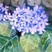 Hydrangea - original watercolor