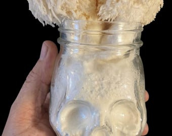 Kit de cultivo de setas melena de león en tarro con forma de calavera, listo para cultivar.