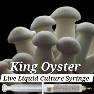 KING OYSTER Mushroom Liquid Culture Mycelium Syringe, 10 ml