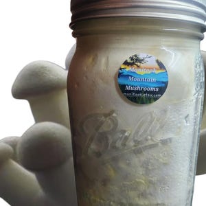 May include: A clear glass jar with a metal lid, filled with a light-colored substance, possibly mushroom spawn. A sticker on the jar reads "Manitook Mountain Mushrooms". White mushrooms are visible to the left of the jar.