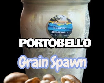 Micelio de grano colonizado con champiñones PORTOBELLO, 1 cuarto de galón