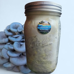 May include: A clear glass jar with a silver lid, containing a light-colored substance, and a cluster of blue oyster mushrooms. A sticker on the jar reads "Manitook Mountain Mushrooms". The jar is next to a cluster of blue mushrooms.