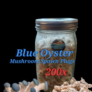 May include: A glass jar with a metal lid contains mushroom spawn plugs. The text "Blue Oyster Mushroom Spawn Plugs 200x" is displayed in blue and red. Clusters of blue oyster mushrooms and a pile of spawn plugs are in the foreground against a black background.