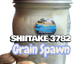 Micelio de grano colonizado con champiñones SHIITAKE 3790, grado comercial, 1 cuarto de galón.