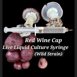 May include: An image featuring Red Wine Cap mushrooms, a syringe containing a liquid culture, and text that reads "Red Wine Cap Live Liquid Culture Syringe (Wild Strain)" against a black background. The mushrooms are a reddish-brown color.