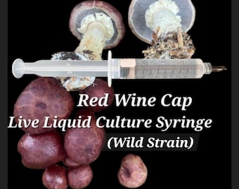 RED WINE Cap mushroom (Wild Strain) 10 ml liquid culture mycelium syringe