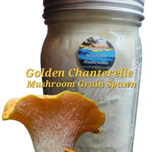 May include: A glass jar with a silver lid, containing a white substance and a sticker that reads "Manitook Mountain Mushrooms". The jar is labeled "Golden Chanterelle Mushroom Grain Spawn". Two orange mushrooms are in front of the jar.
