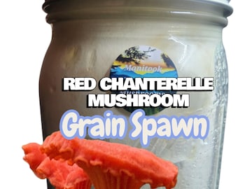 Champiñón rebozuelo rojo, micelio de grano colonizado, 1 cuarto de galón
