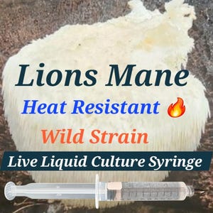 LIONS MANE Mushroom (Hericium erinaceus) Heat Resistant, Liquid Culture Mycelium Syringe