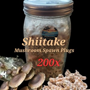 SHIITAKE Mushroom Spawn Plugs 200 ct