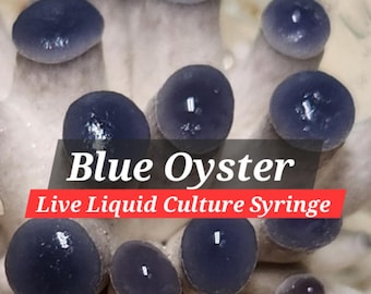 BLUE OYSTER Mushroom (Pleurotus ostreatus) Liquid Culture Mycelium Syringe