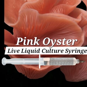 The  PINK OYSTER Mushroom Liquid Culture Mycelium Syringe