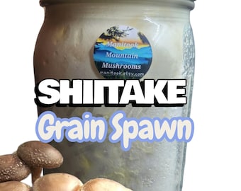 Micelio de grano colonizado con hongos SHIITAKE, grado comercial, 1 cuarto de galón