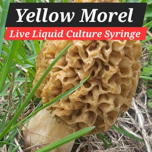 May include: A close-up of a yellow morel mushroom growing in the grass. The mushroom has a distinctive honeycomb-like texture. The text "Yellow Morel Live Liquid Culture Syringe" is superimposed on the image.