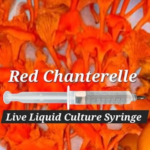 May include: An image of vibrant orange Red Chanterelle mushrooms. A clear syringe with liquid is in the foreground, with the text "Live Liquid Culture Syringe" below. The background is filled with the mushrooms.