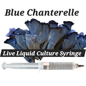 May include: Image features blue chanterelle mushrooms with a syringe labeled "Live Liquid Culture Syringe." The text "Blue Chanterelle" is above the mushrooms. The syringe is clear with a measured scale.