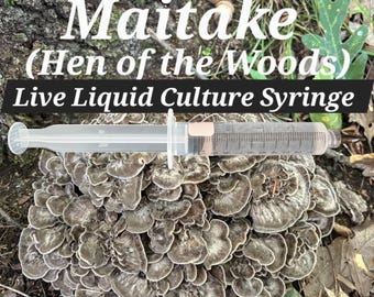 MAITAKE (Hen of the Woods), Liquid Culture Mycelium Syringe