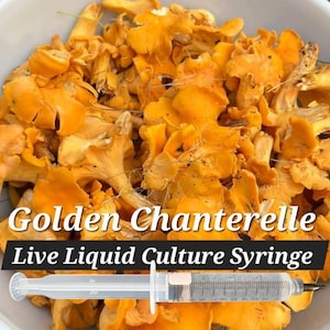 May include: A white bowl filled with bright orange Golden Chanterelle mushrooms. A syringe with the text "Live Liquid Culture Syringe" is placed over the mushrooms. The background is green grass and clover.