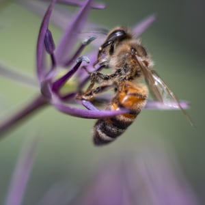 Honeybee on Flower